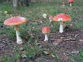 Paddenstoelen 10